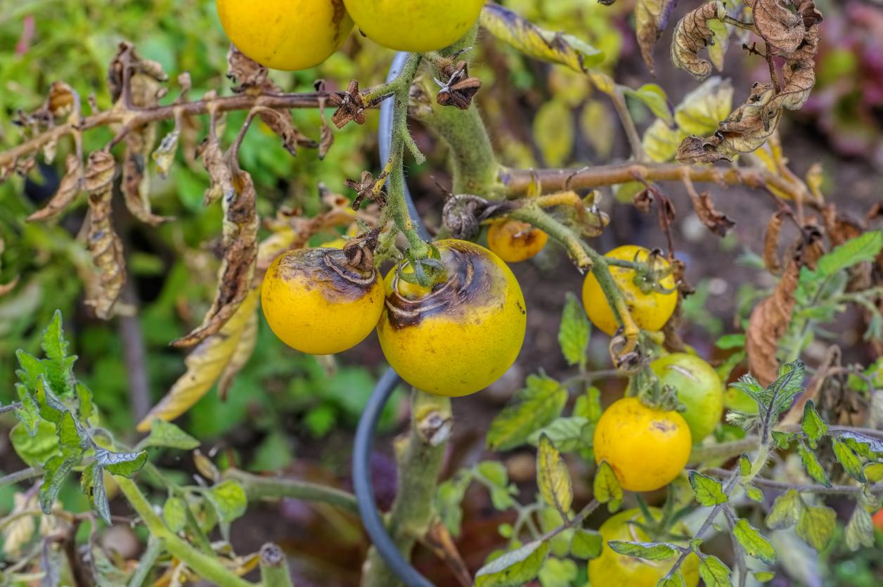 yellow tomato leaves vine