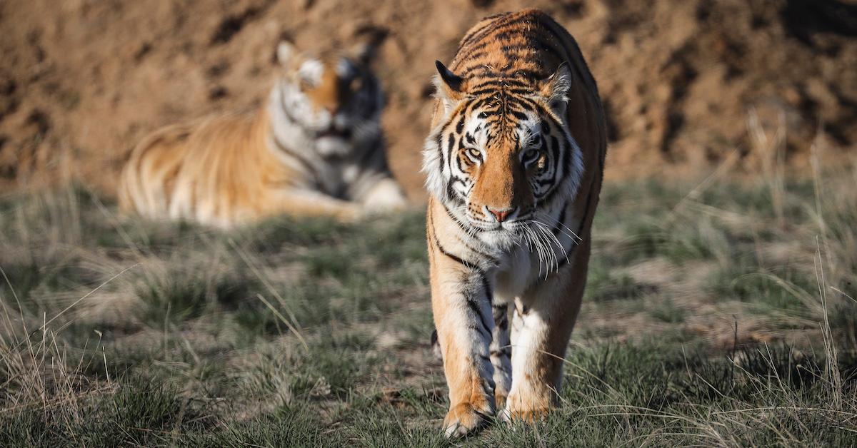 Tiger population grows 50 per cent in Thai wildlife sanctuaries - TODAY