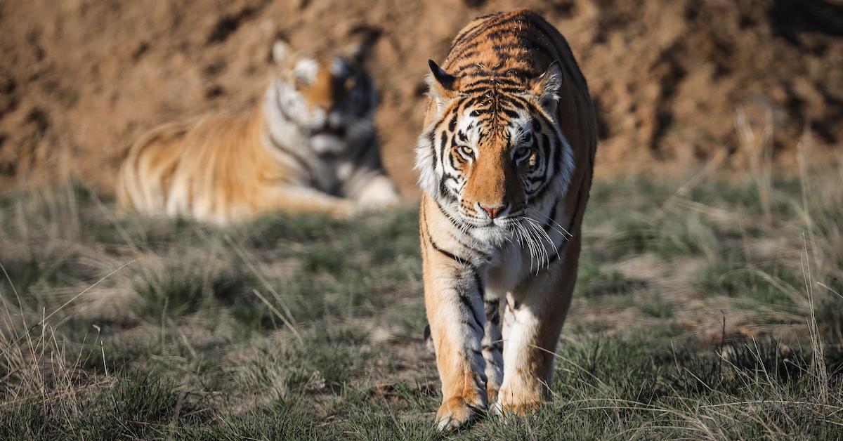 Tiger Population Increase Proves That Conservation Methods Work