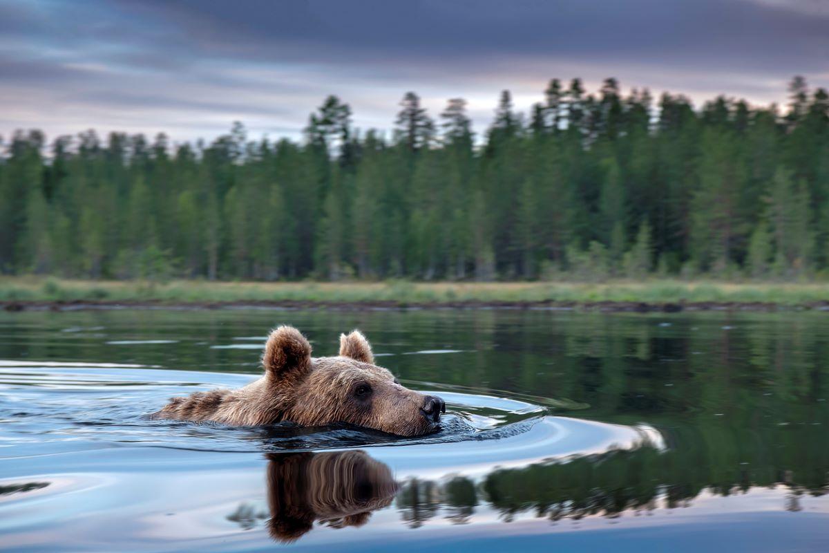 Brown bear swimming in the water.