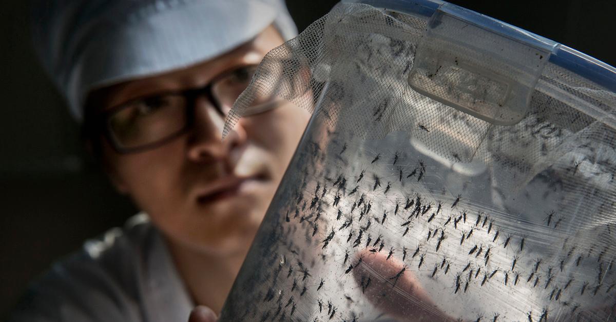 What is the purpose of GMO mosquitoes?