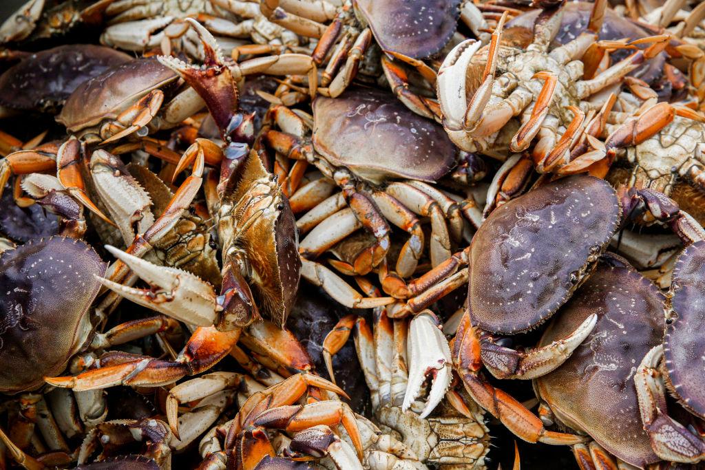 Dungeness crabs on the deck of a fishing boat in California