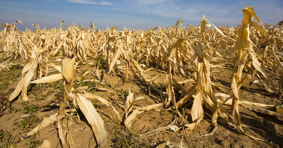 global warming effects crops