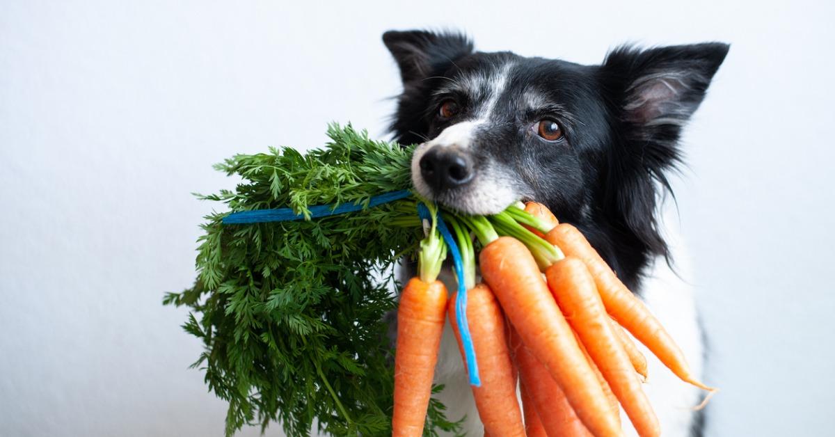 can carrots make dogs sick