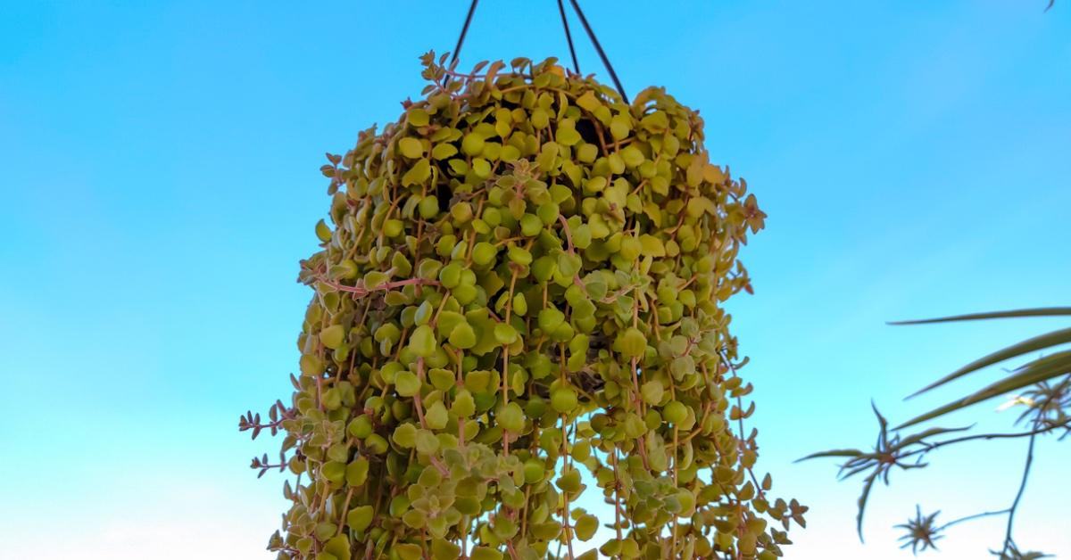 Hanging string of turtles plant