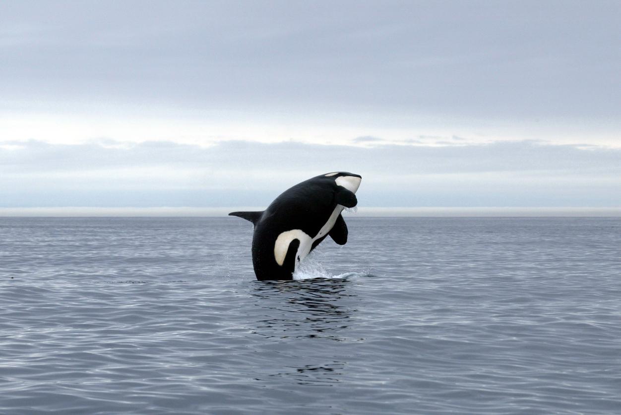 An orca jumps out of the water with cloudy skies in the background.