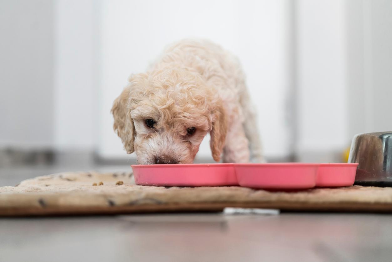 Dog hotsell licking bowl