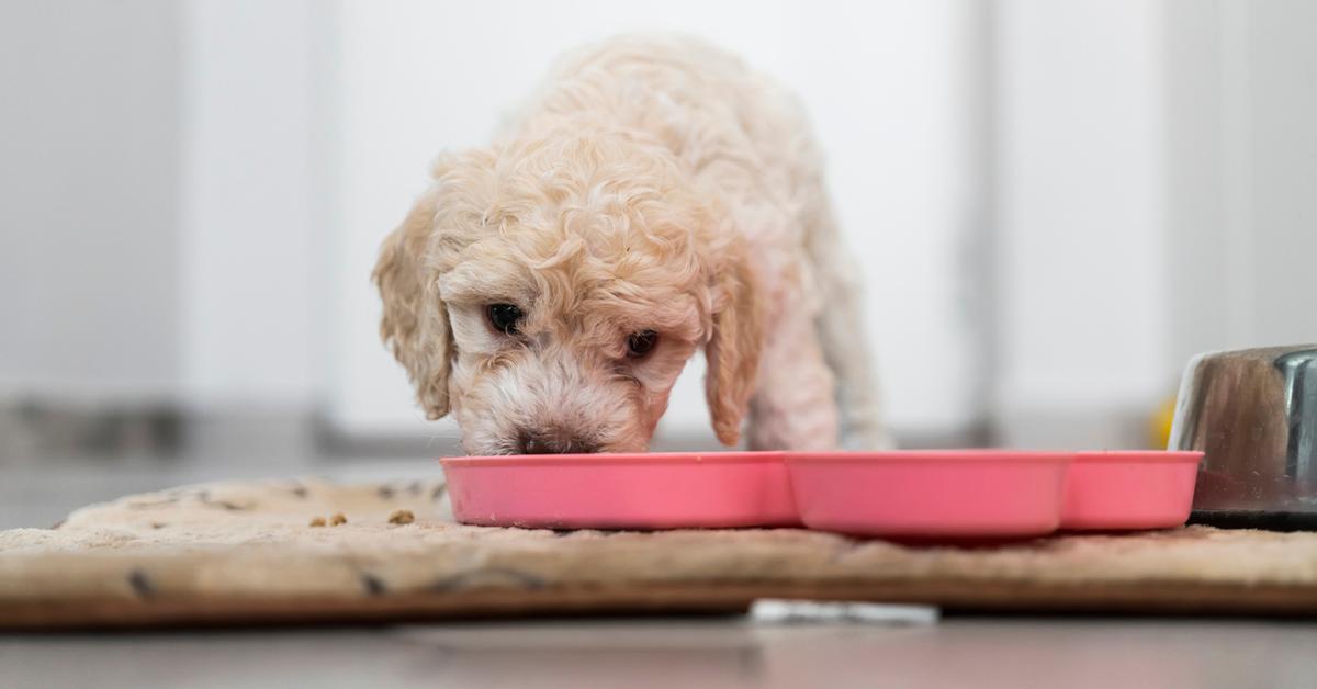 Dog Lick Mat Recipe Ideas For Your Dog!