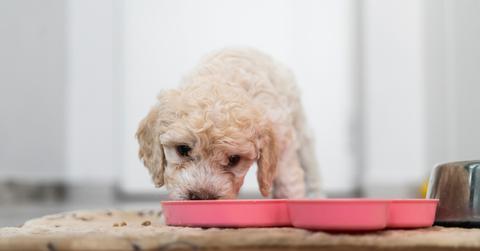 Small white dog licking food out of a shallow pink bowl