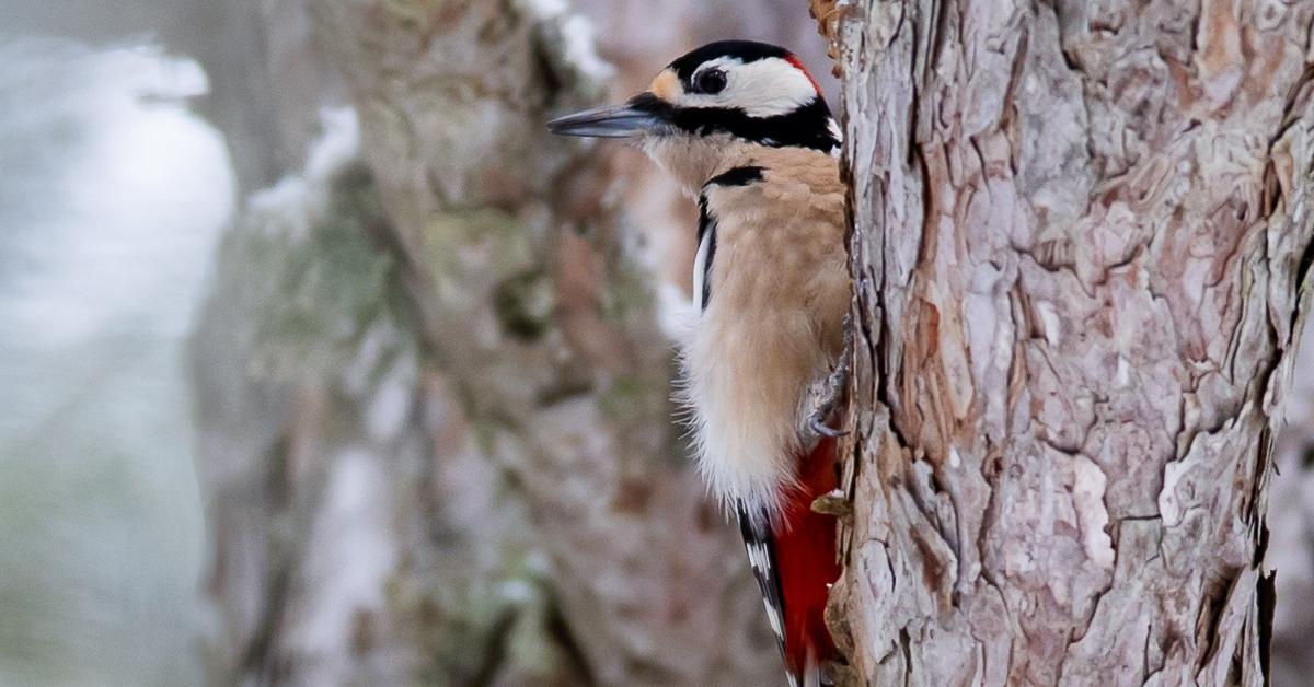 A great spotted woodpecker sits on a tree and looks for food in Eskisehir, Turkiye 