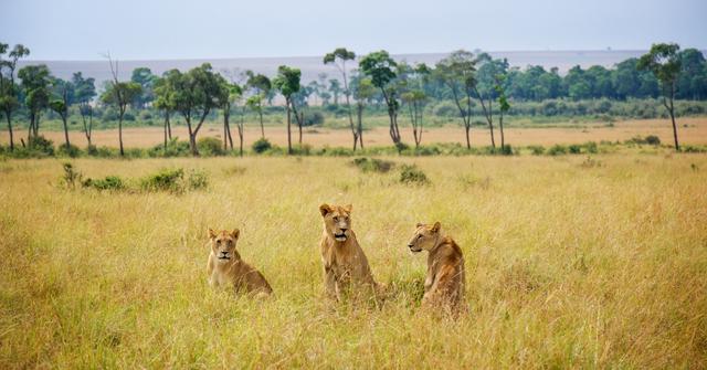 Do Lions Attack Humans? Understanding Their Motives