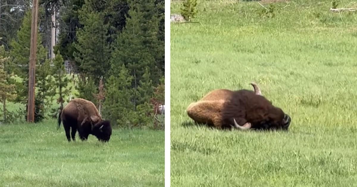An injured bison stands on three legs in a field, next to a still of him laying on the ground