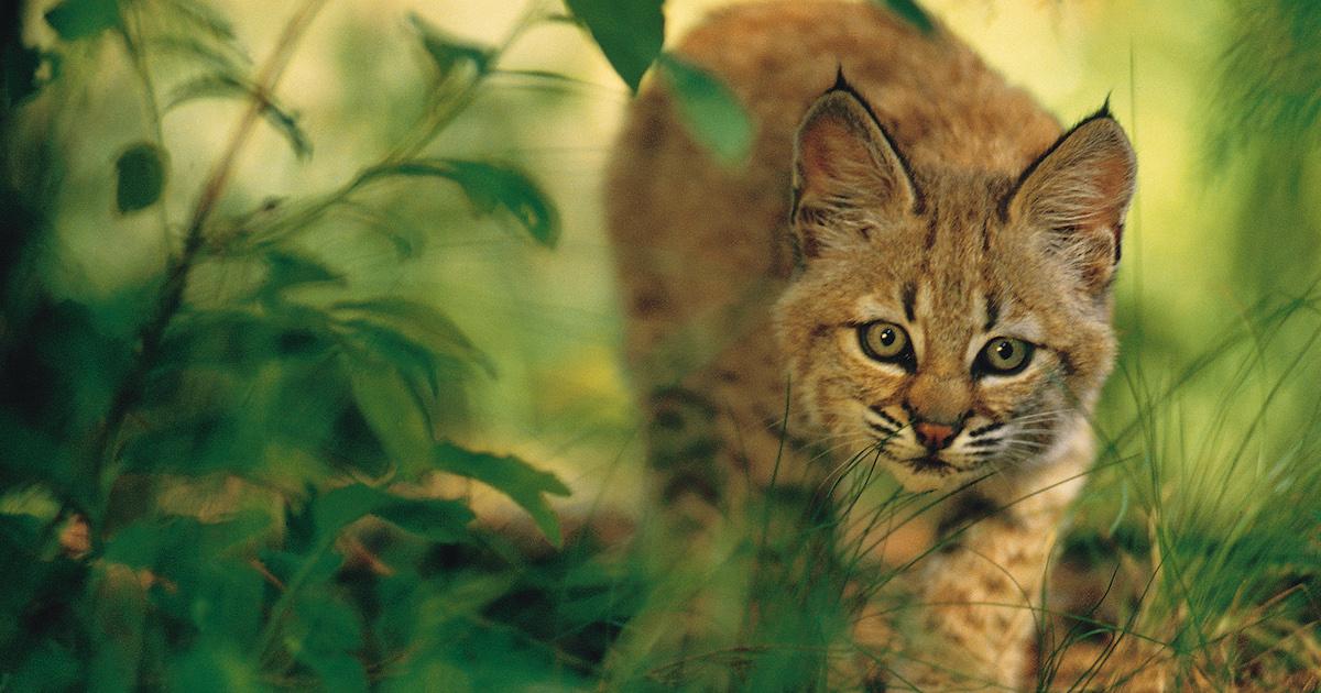 How to Keep Cats Off of Your Lawn