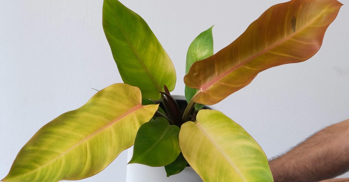 Close-up photograph of a Philodendron Prince of Orange in a white pot held by a man. 