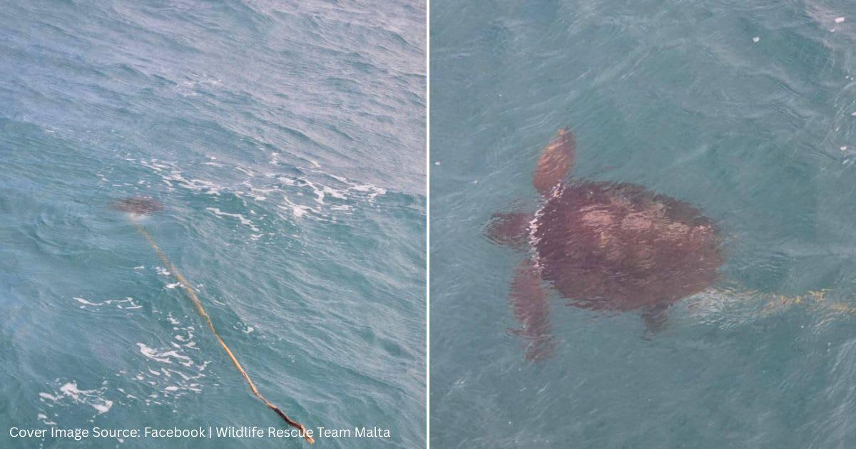 Screenshots of a sea turtle in the ocean. (Cover Image Source: Facebook | @wildliferescuemalta)
