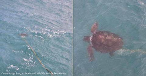 Screenshots of a sea turtle in the ocean. (Cover Image Source: Facebook | @wildliferescuemalta)