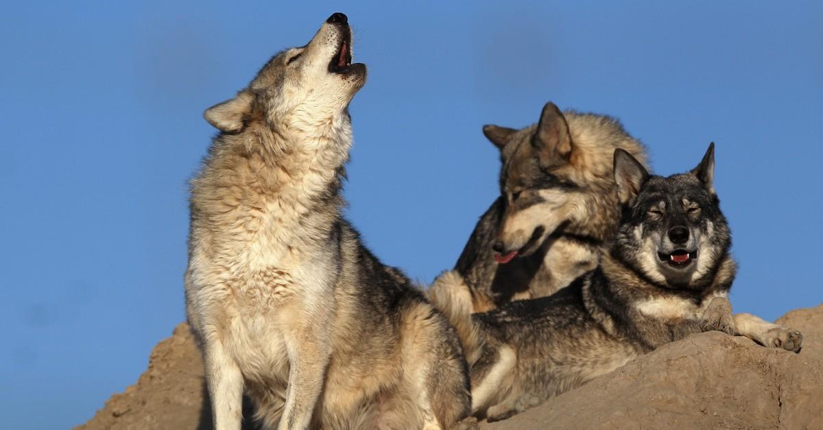 Pack of three timber wolves sitting on a rock, with one wolf in the foreground howling.