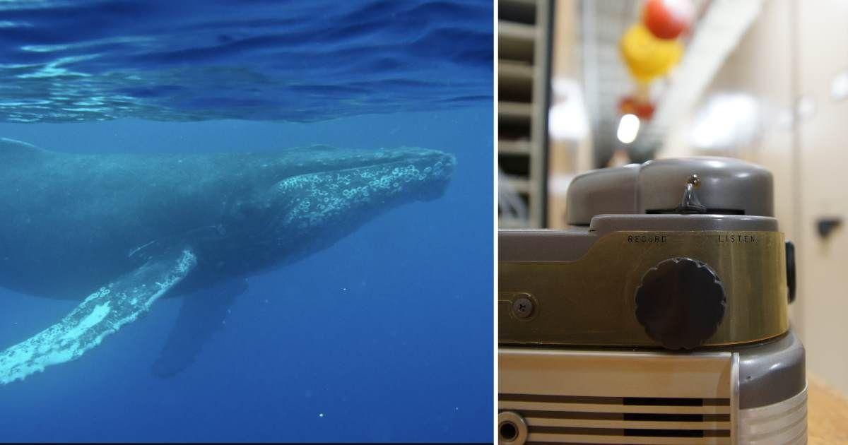 (L) Humpback whales are legendary for their long, haunting songs, which can travel thousands of miles through the ocean; (R) Gray Audograph (Cover Image Source: (L) Woods Hole Oceanographic Institution/Aran Mooney; (R) Woods Hole Oceanographic Institution