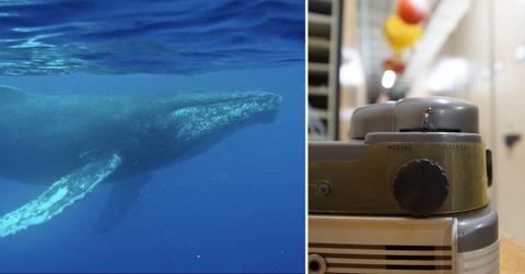 (L) Humpback whales are legendary for their long, haunting songs, which can travel thousands of miles through the ocean; (R) Gray Audograph (Cover Image Source: (L) Woods Hole Oceanographic Institution/Aran Mooney; (R) Woods Hole Oceanographic Institution