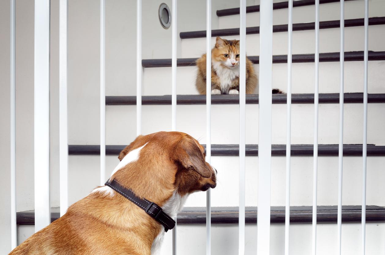 A white gate separates a family dog and cat on the stairs inside a home.