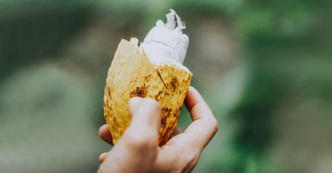 Are Cacao Trees Extinct