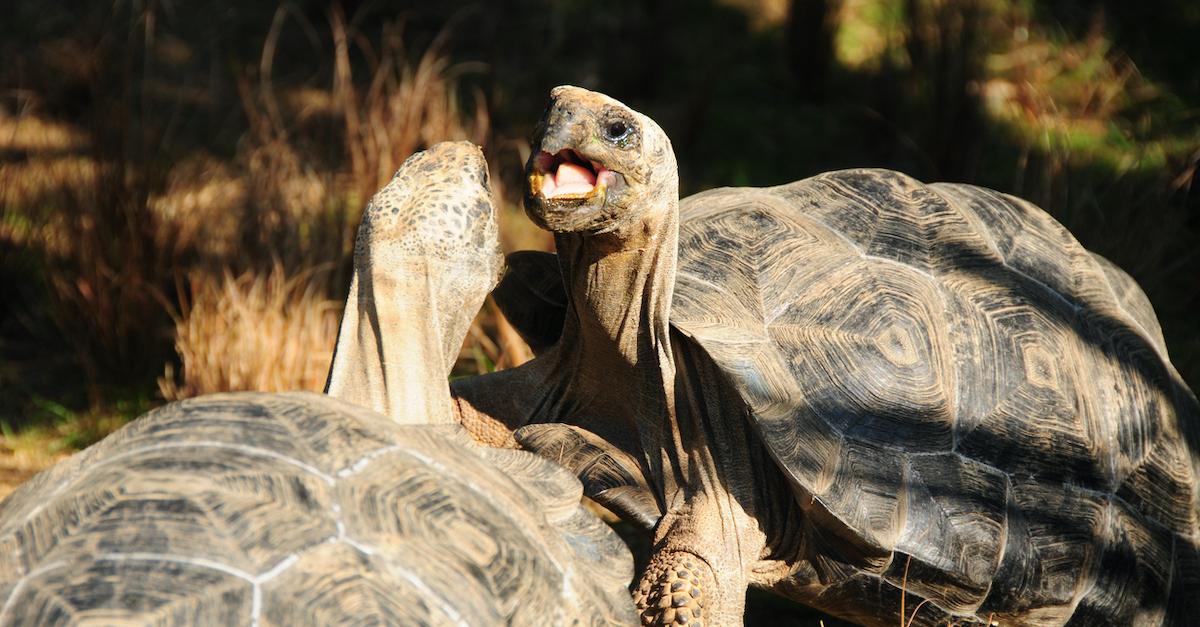 giant tortoises