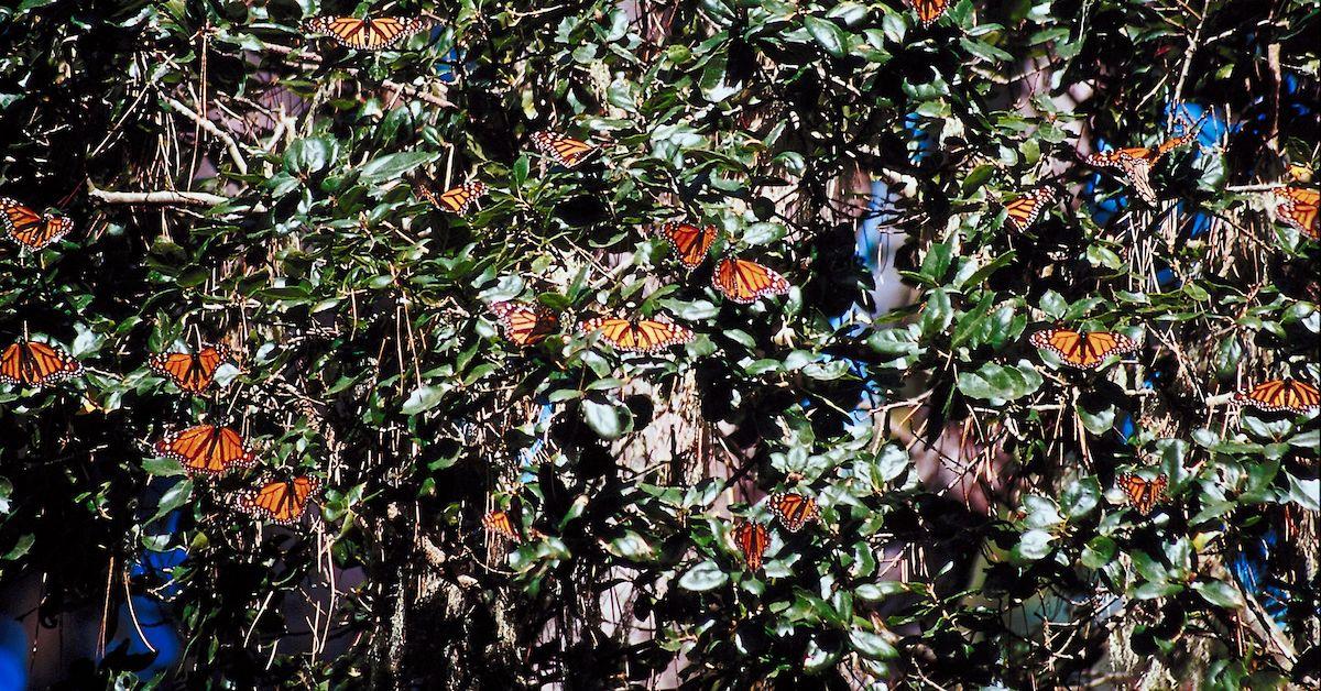 Monarch butterflies resting on the leaves of a tree. 