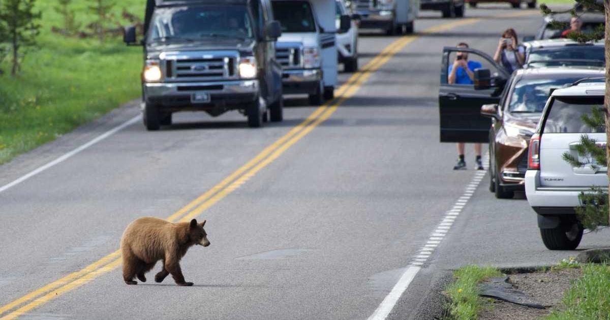 A bear crosses a road in Yellowstone National Park, watched by visitors in cars. (Representative Cover Image Source: Getty Images | Stevedunleavy.com)