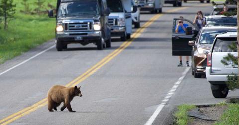 A bear crosses a road in Yellowstone National Park, watched by visitors in cars. (Representative Cover Image Source: Getty Images | Stevedunleavy.com)