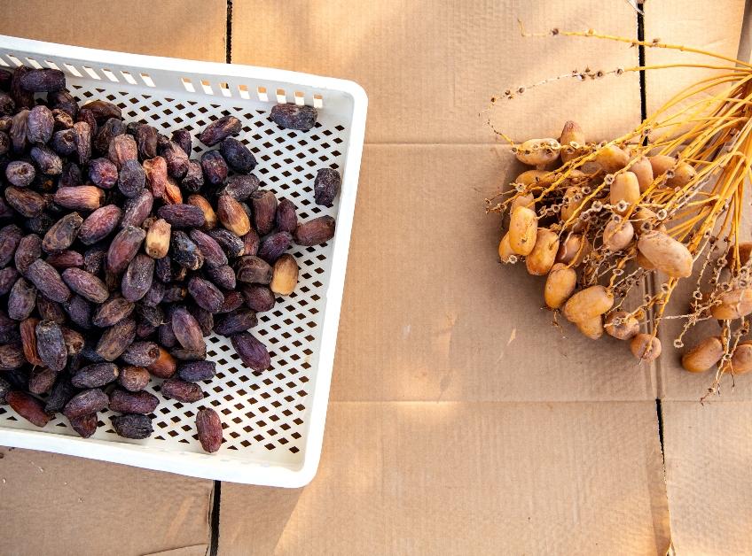 A pile of Medjool dates on a white crate at Sam Cobb Farms in Blythe, CA