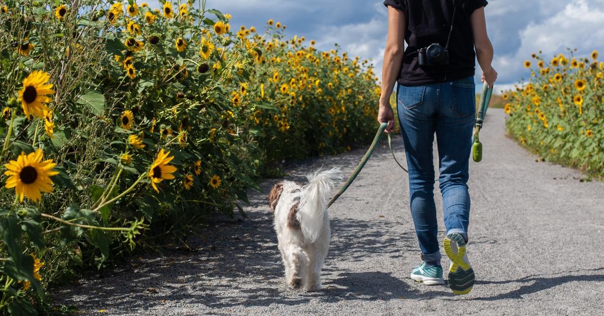 Woman taking a dog for a walk through a field of sunflowers. 