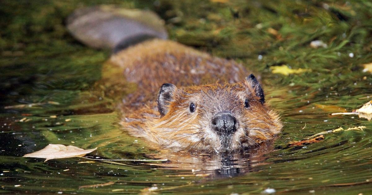 Beaver swimming in a lake.