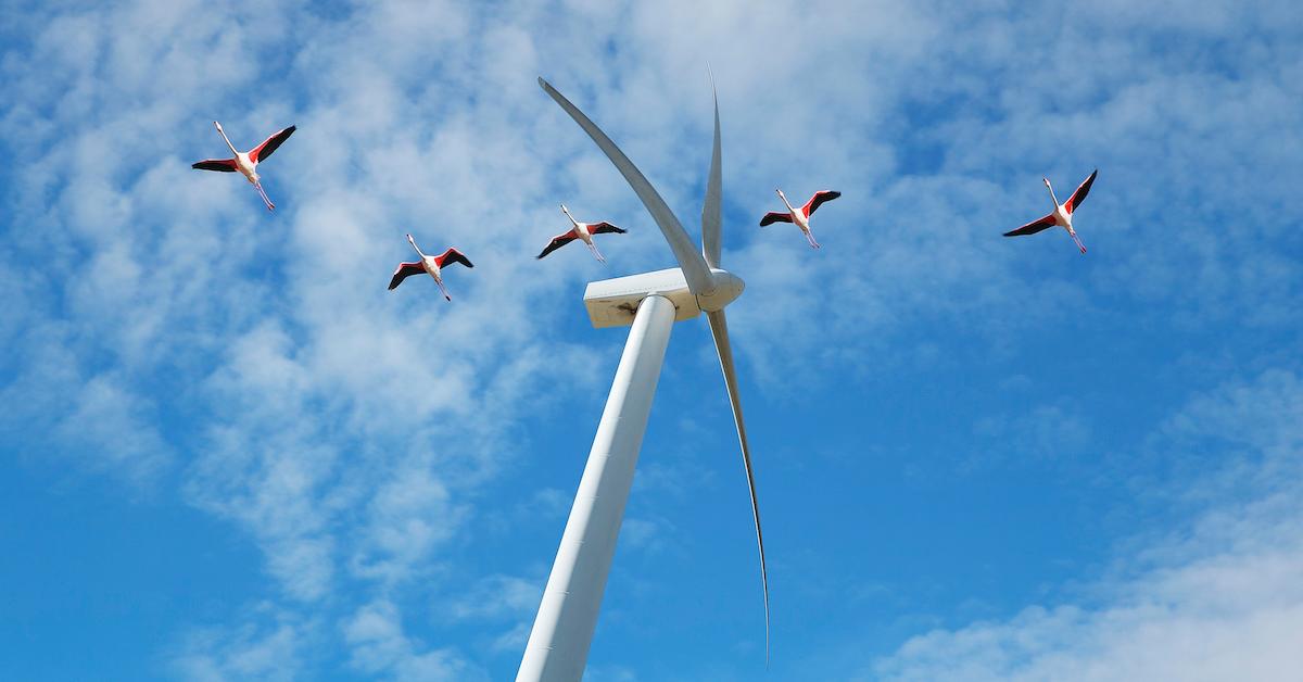 Wind Turbine Bird Deaths Reduced by 70 Percent After Painting Blades