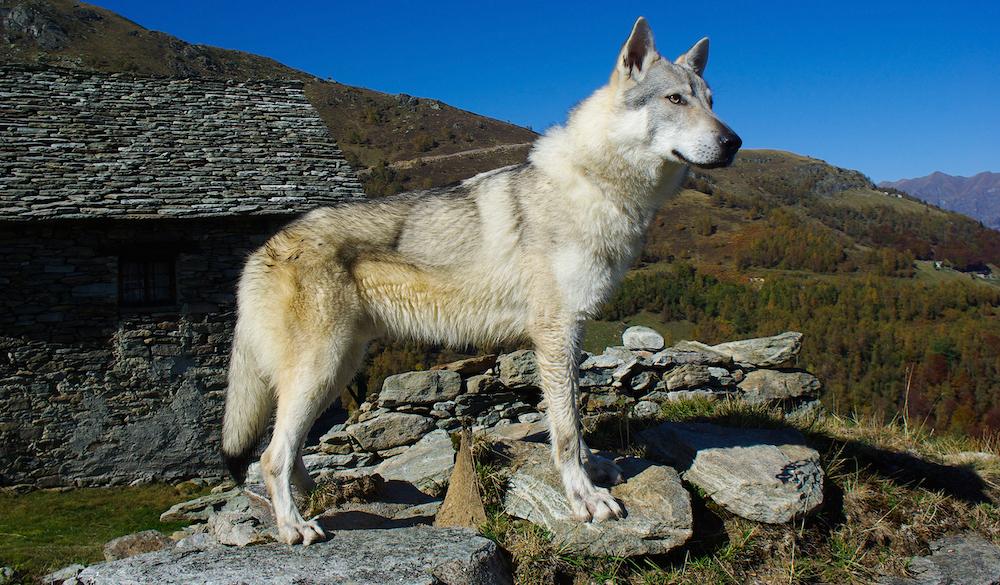 A grey Czechoslovakian wolfdog standing in the mountains. 