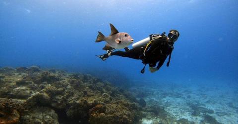 A diver admiring a deep sea fish swimming closer to the seabed. (Representative Cover Image Source: Pexels | Mati Mango)