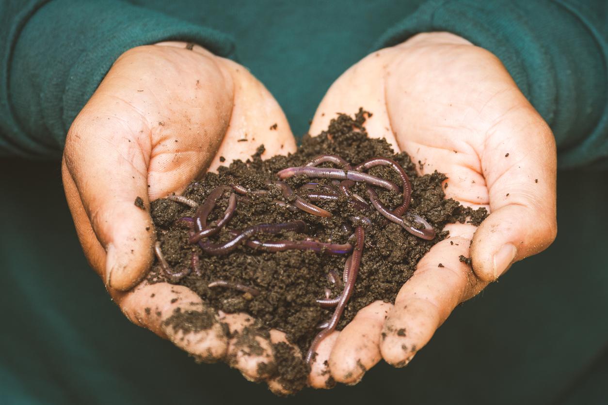 Wondering How to Start a Worm Farm? Here’s What You Need to Know