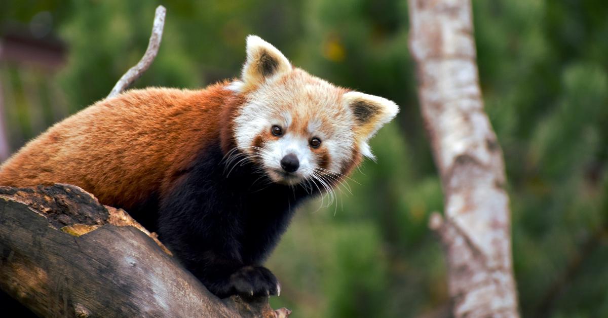 Baby red panda sitting on a tree facing the camera. 