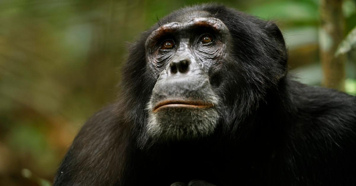 Netflix's 'Chimp Empire'