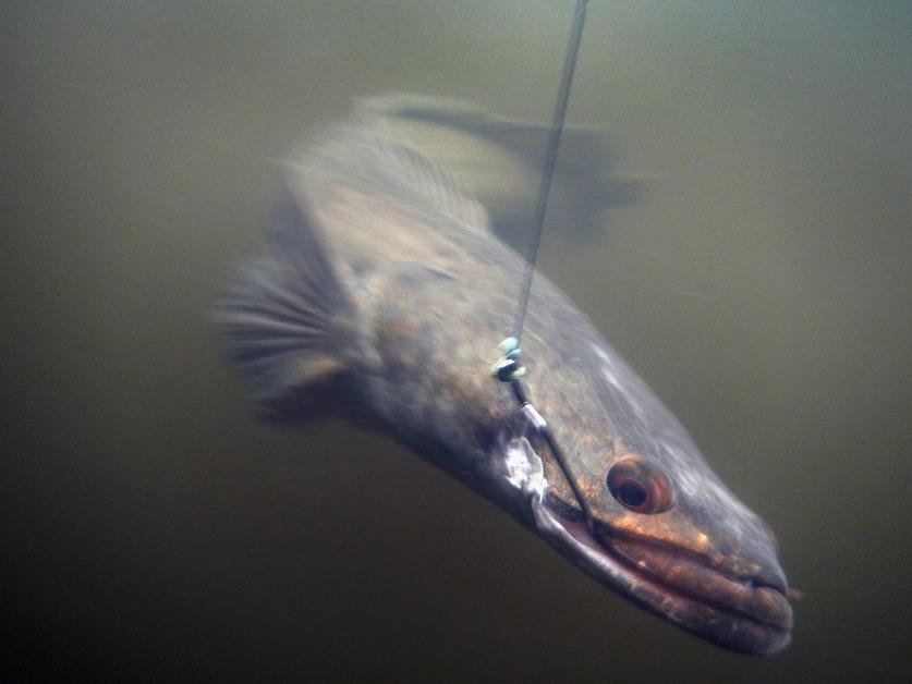 Snakehead fish