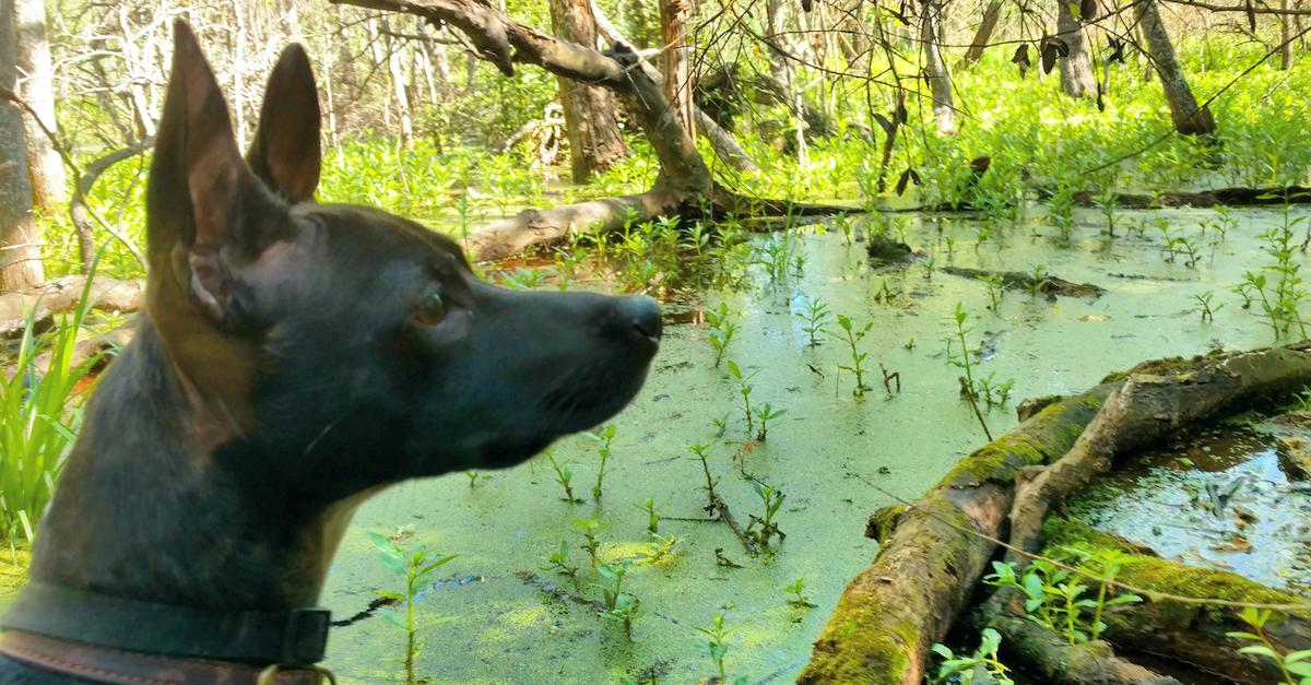 dog algae