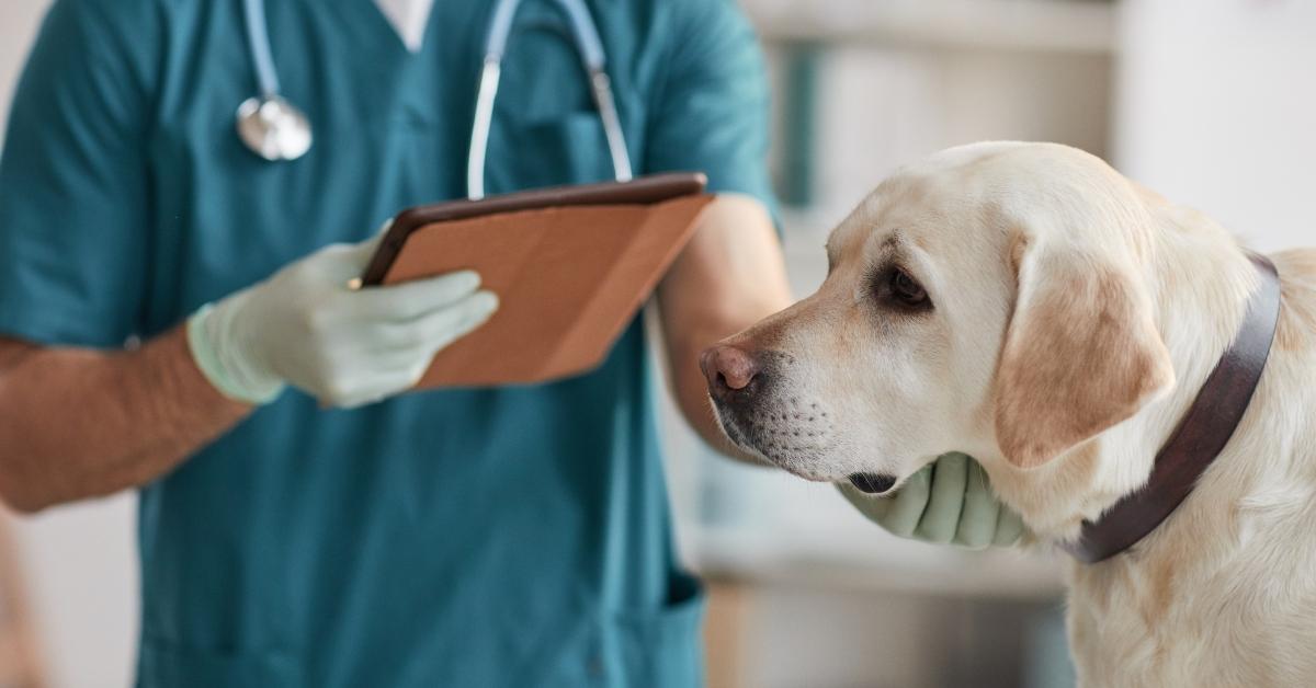 A veterinarian looks over a yellow labrador.