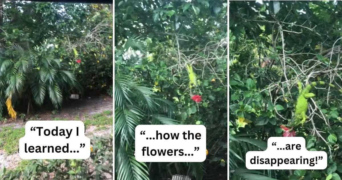 A resident caught the culprit behind the disappearing hibiscus flowers in her garden. (Cover Image Source: TikTok | @seaangeldreams)