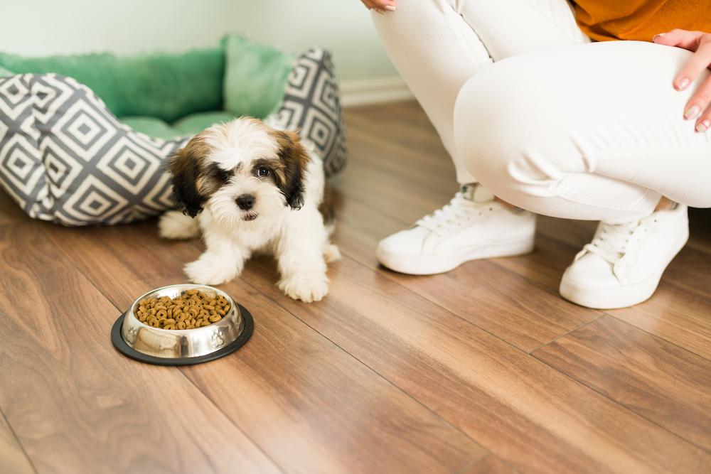 Why Isn't My Dog Eating? There May Be a Few Reasons