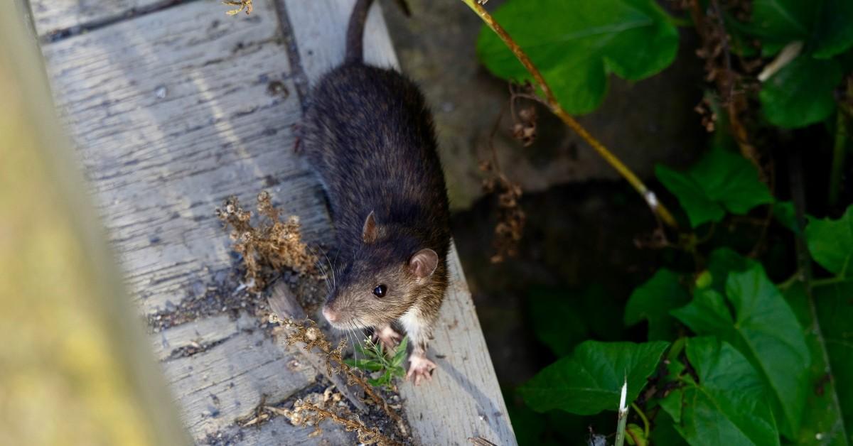 An overhead view of a rat on a wood plank