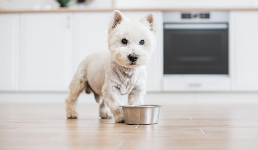 A white terrier standing in a kitchen in front of a metal dog bowl. 