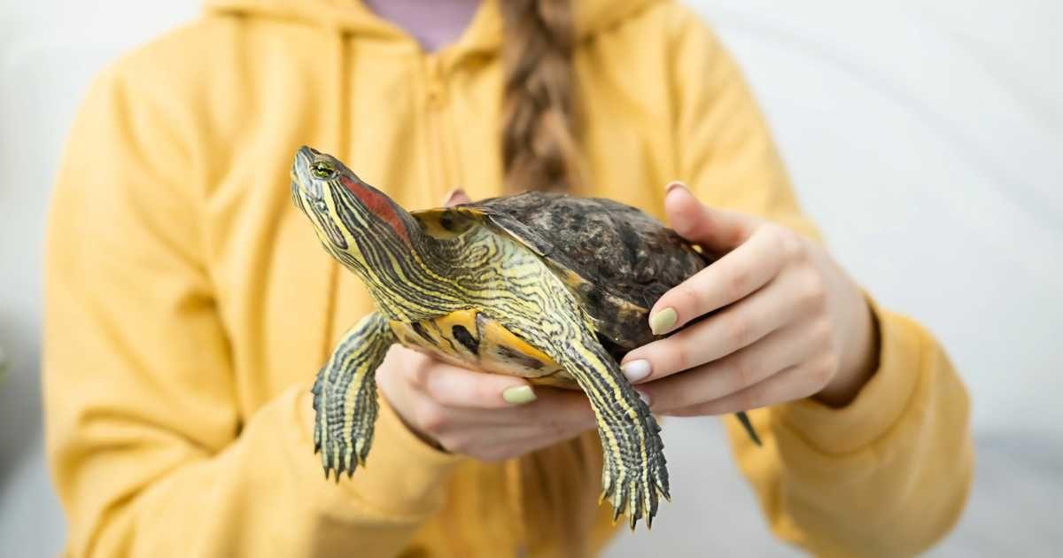 A woman holding a turtle (Representative Cover Image Source: Getty Images | Irina Belova)