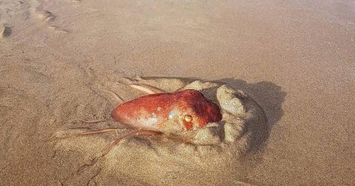 Octopus at the Beach. (Cover Image Source: Facebook | Hidden Pembrokeshire - Gareth Davies Photography)