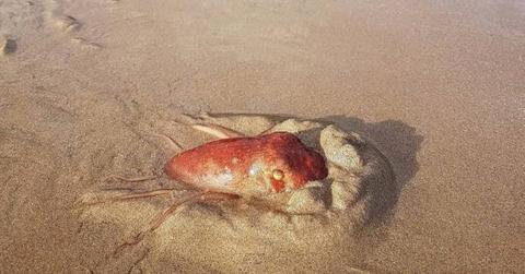 Octopus at the Beach. (Cover Image Source: Facebook | Hidden Pembrokeshire - Gareth Davies Photography)