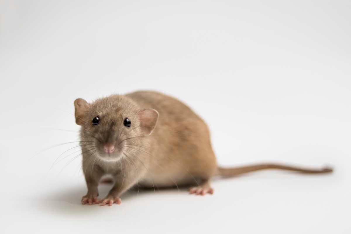 pn/fdce b  e bcefacd