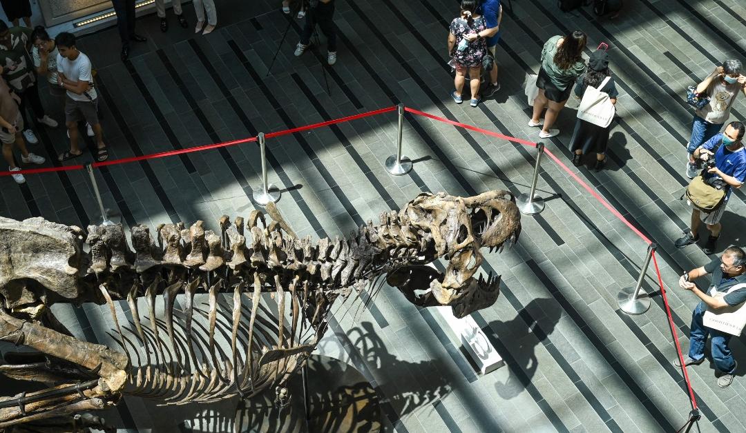 Visitors taking pictures of the dinosaur skeleton of a Tyrannosaurus rex on display in Singapore on October 28, 2022